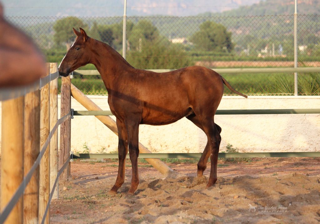 Patrick Peris, PRE-Hengst, geboren 2022, Fuchs, Vater: Jecomias Cen