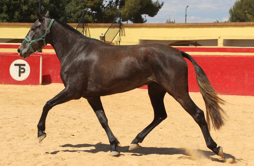 12.05.24: Neues Bewegungsvideo von Alegria