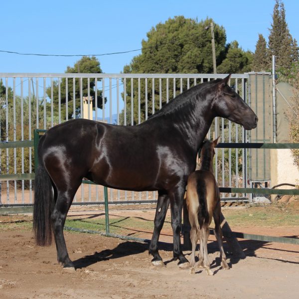 Imperiosa und Miracle