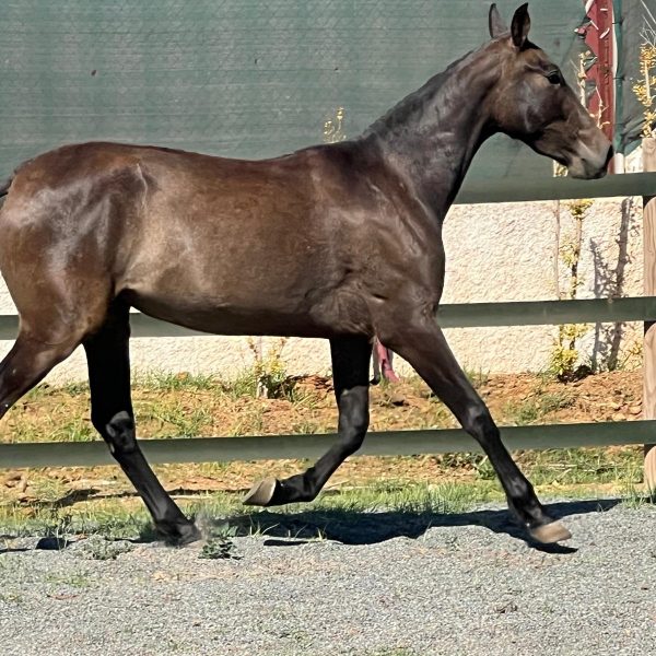 Neu im Verkauf: Acendosa V