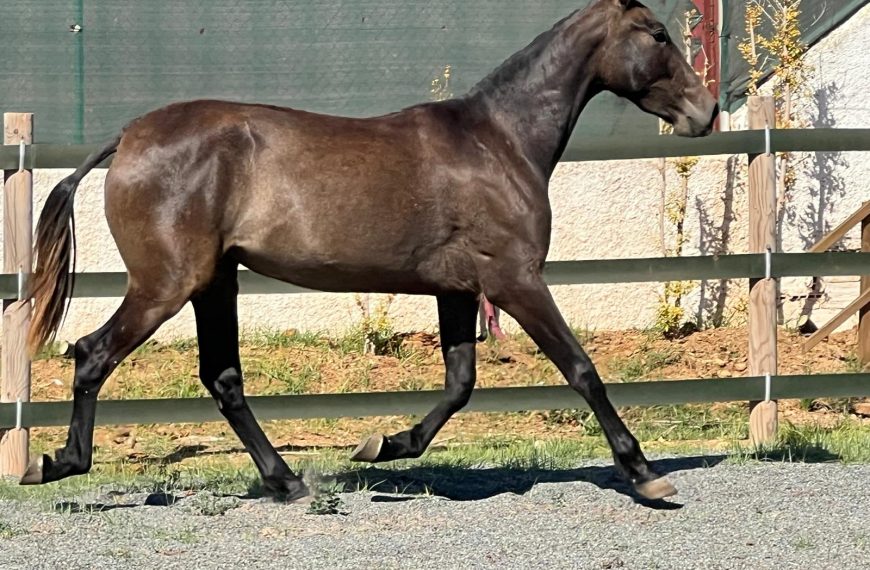 Neu im Verkauf: Acendosa V